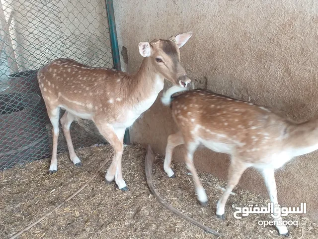 Deer for sale male and female
