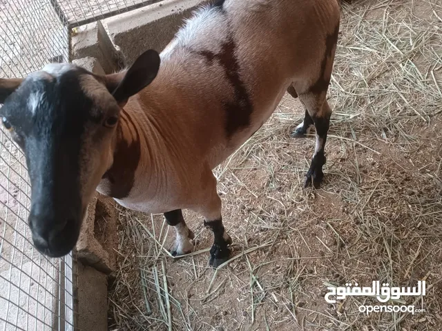 تيس أو فحل صلالي لون جيشي