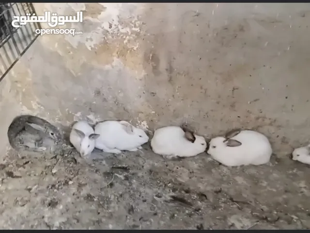 ارانب هولندي وحبة بلدية