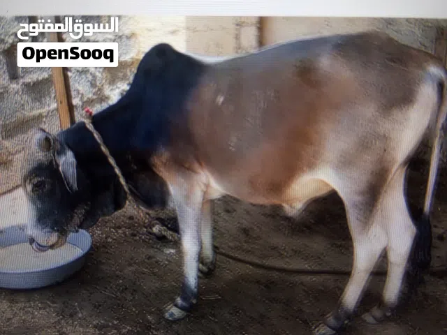 عجل اثيوبي سمين م شاء الله