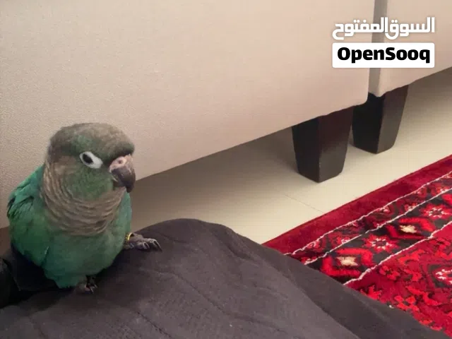 كنيور بلو شيك