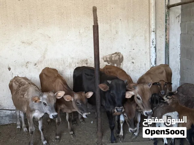 عجول عربية وجرسي