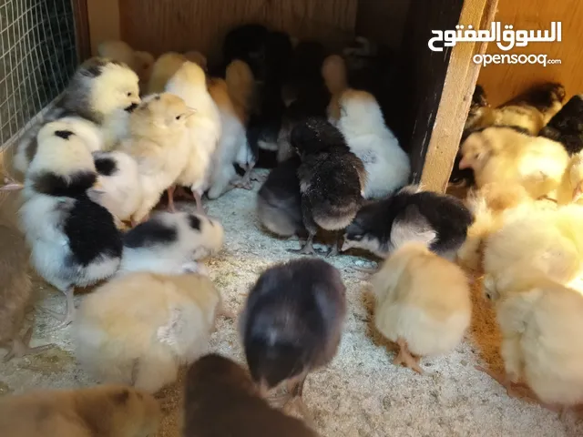 فروخ دجاج عربي