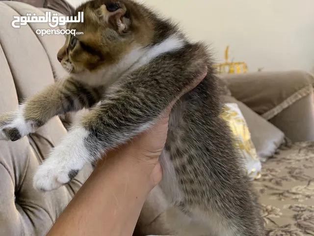 قطط سكوتش فولد وسكوتش ستريت