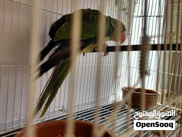 بغبغان دره امريكي