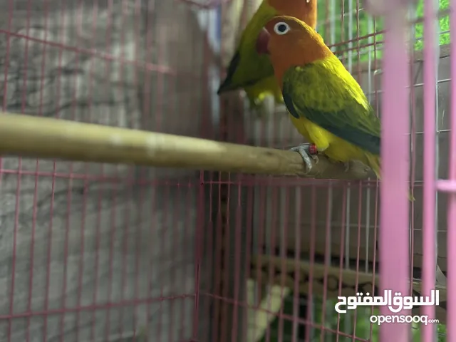 زوج غندورات ايونج