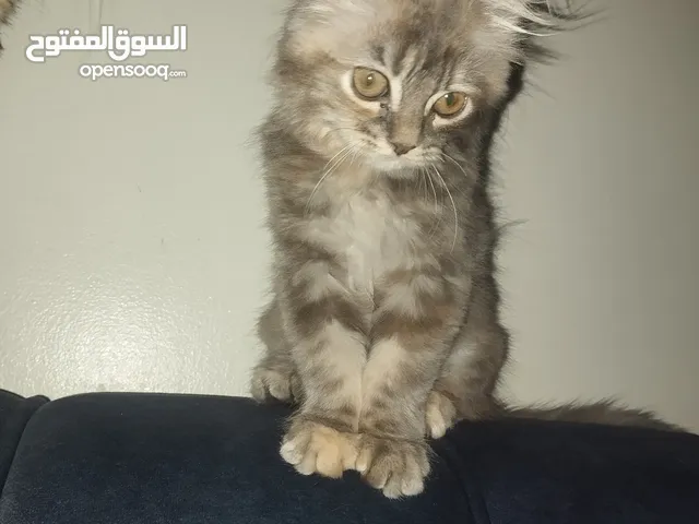 بسه مكس شانشيلا العمر 4 شهور