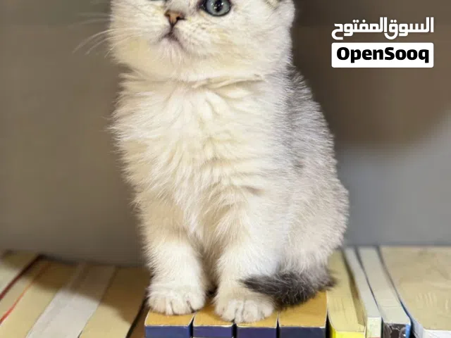 سكوتش فولد سلفر شدد ns و ny25 وستريتات مستويات خرافية عروض وياكيجات مع جميع المستلزمات تابع الوصف