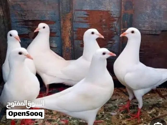 مطلوب أزواج وأنثى لاحم فرنسي