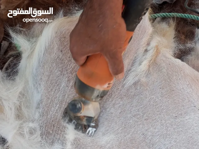 مكينه جز ماعز