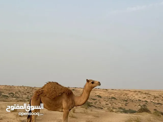 قعود للبيع عمر 8 شهور