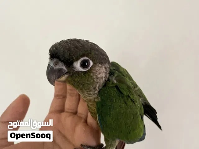 كنيور قرين شيك ، العمر شهرين الطير اليف جدا و لعوب يقبل الغر و ياكل حبوب.