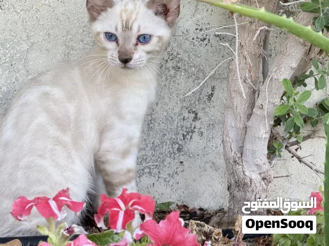 Pure Bengal kitten snow lynx color very good and viable pattern