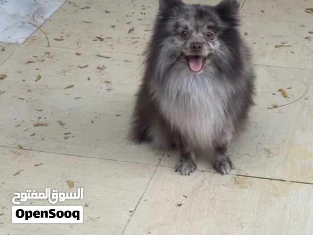 للبيع ذكر بوميرين تشوكلت