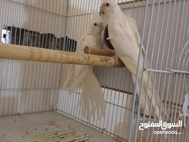 كوكتيل الببنو اقره الوصف