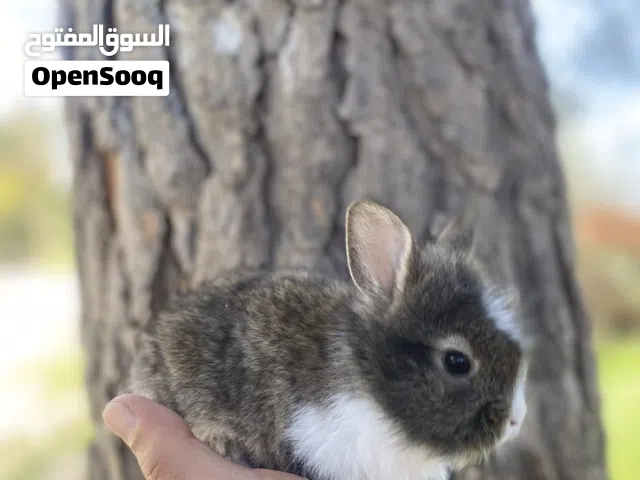 ارانب تيدي بير وارانب بلدي