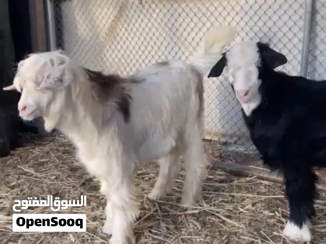 جديان للبيع سمينات ما عليهن كلام  عيال اربع شهور