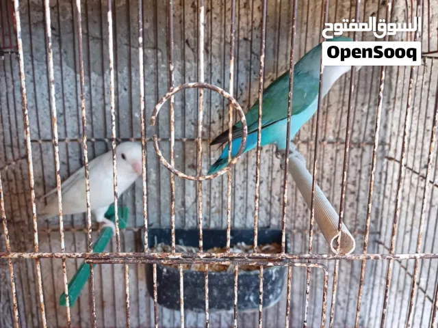 جوز روز للبيع