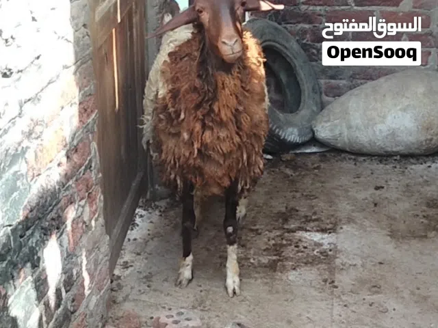 نعجة رحمانى عمر سنة وثلاث شهور ومواصفاتها حسب الفيديو لحم والسعر 230 قائم