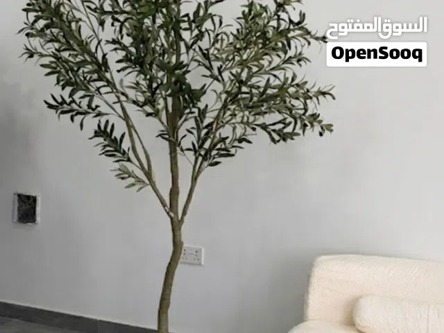 شجرة زيتون صناعية بتصميم مودرن (180 سم تقريباً) Olive trees add a touch of luxury to your home's dec