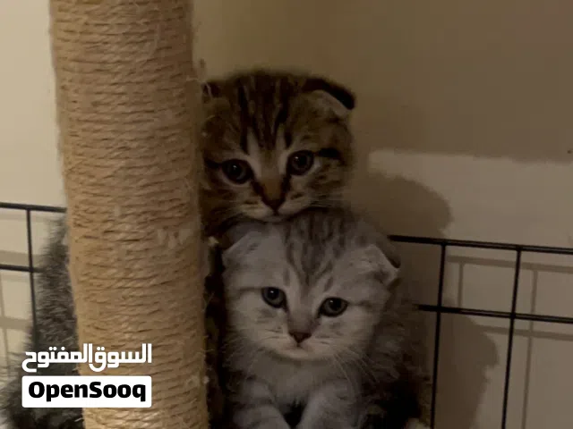 Scotish Fold Kittens, Boy & Girl