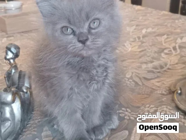 قط للبيع ذكر