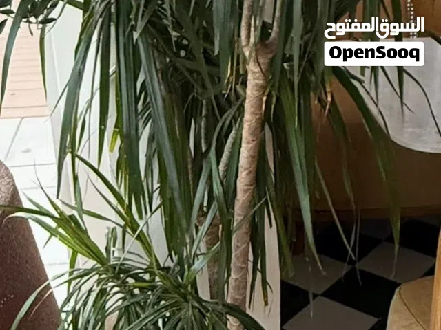 Natural Plants Indoor Outdoor with pot
