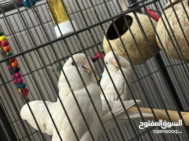 طيور روز البينو اليفه للبيع