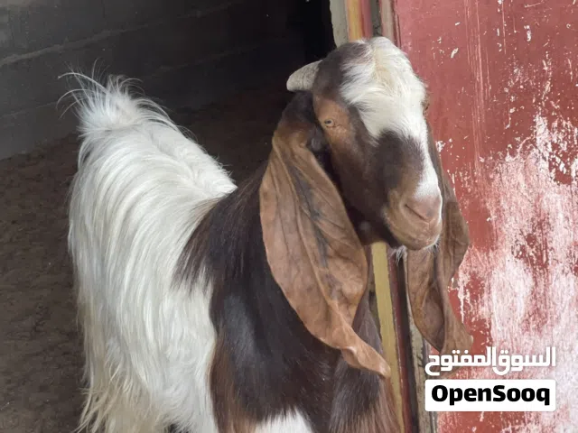 تلاته معزات وجدي مجنسات بكستاني قبرصي