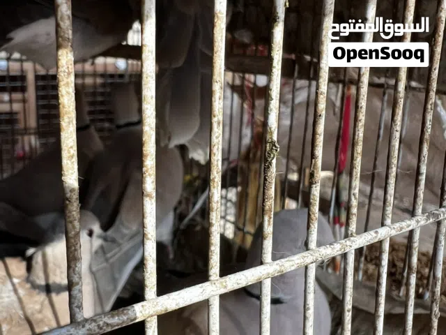 يمام أبو طوق متوفر الآن شكل جميل وصوت هادئ صحة ممتازة ونشاط مناسب للتربية والزينة اختيار راقٍ