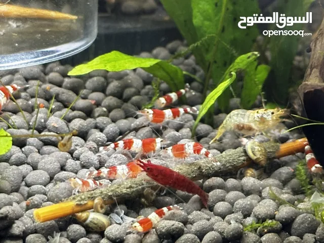 شريمب زينة Red Crystal Shrimp -  كرستال شريمب