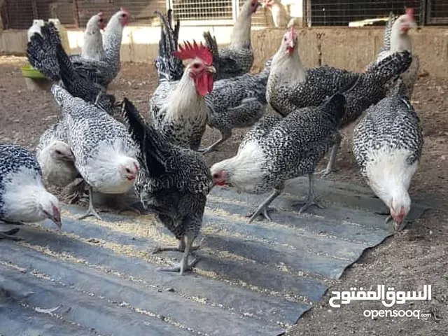 للبيع دجاج فيومي