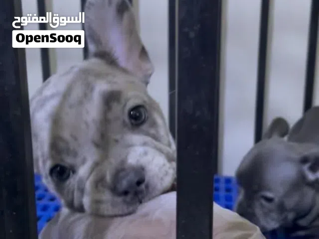 فرنش بولدوج ذكر لونه ميرل عمره خمس شهور من الاحجام الوسط