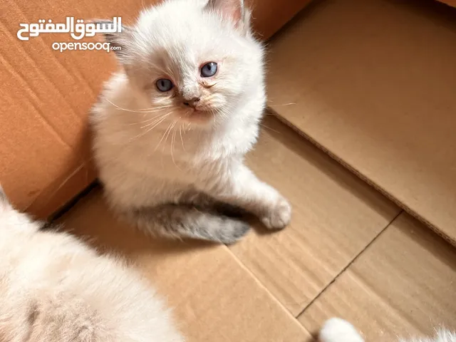 قطط هيمالايا و شيرازي