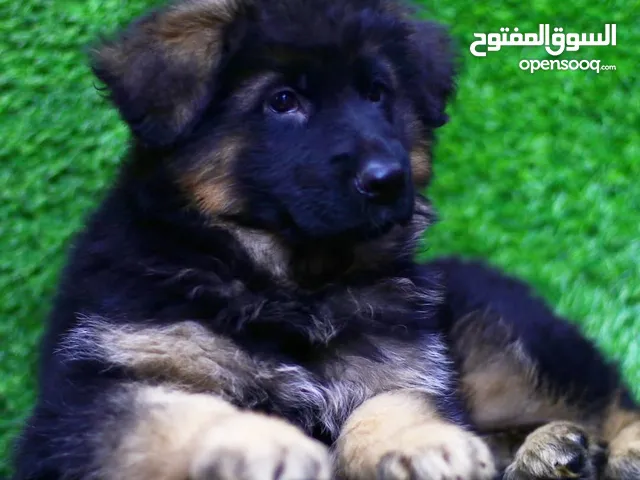 جراو جيرمن شيبرد شولاين من أعلى المواصفات كفالة انتاجنا