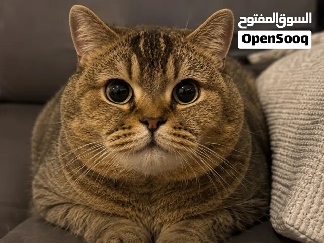 فطه للتبني