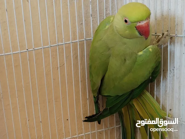 طيرة درة ام فراخ اقرأ الوصف، كوكتيل فيشر حب جنة كنار كاسكو جوز انتاج فراخ كنيور عصفور كويكر جرين شيك