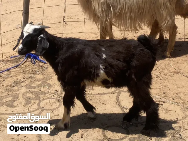 جدي ربي يبارك