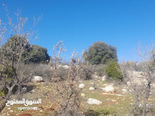 Farm Land for Sale in Salt Um Jozeh