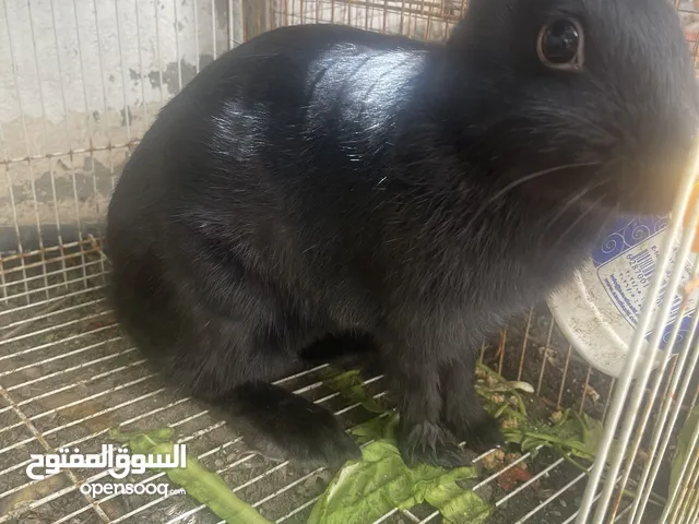 ارنب للبيع