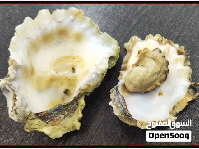 بلح البحر الطازج الصالح للأكل من الخليج -محار طازج، لحمي، لذيذ ومغذٍ- شركة باديده صدف قشم