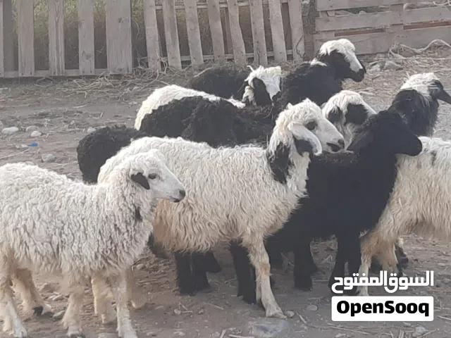 حملات وكباشه البيع