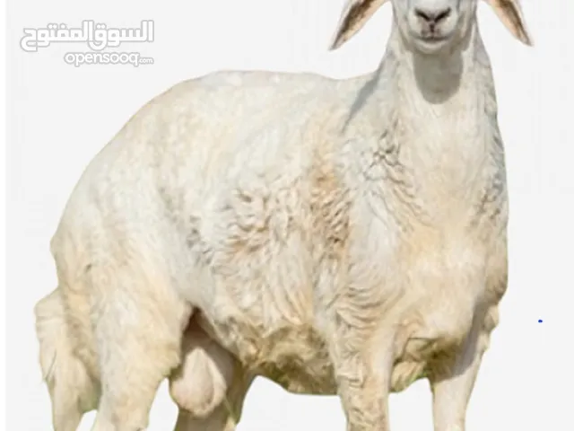 ابو عبدالله جزيرة- انواع اللحوم : ماعز - جمل - ضأن - عجل