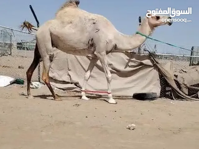 نشتري جميع انواع الحلال و نبيع جميع انواع الحلال