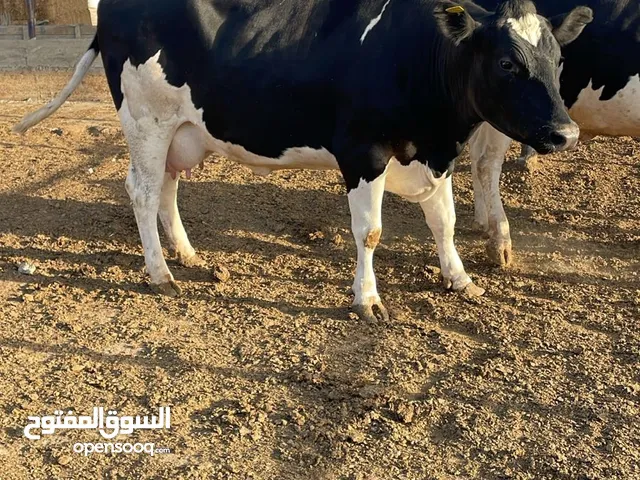 بكاكير اظاحي للبيع