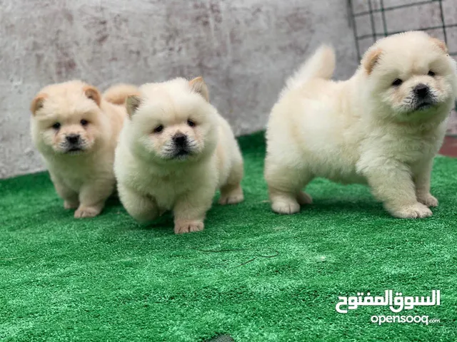 chow chow chiot age 40 jeur