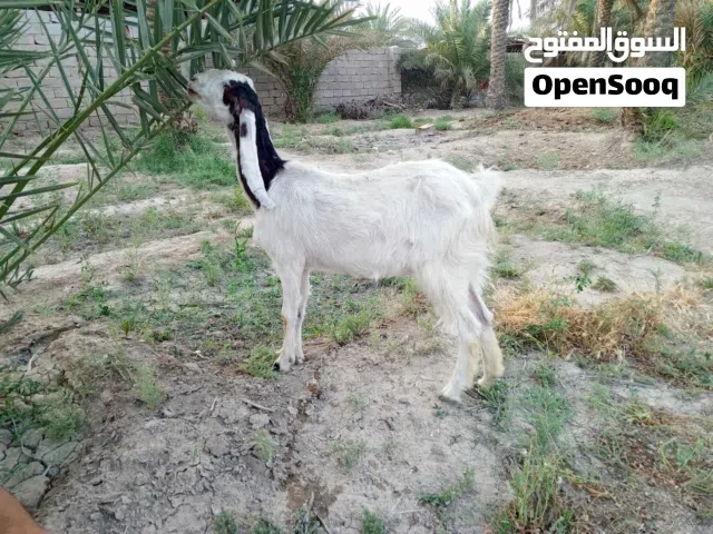 صخله مطفل ضروبه افغاني صلمه وراها نثيه
