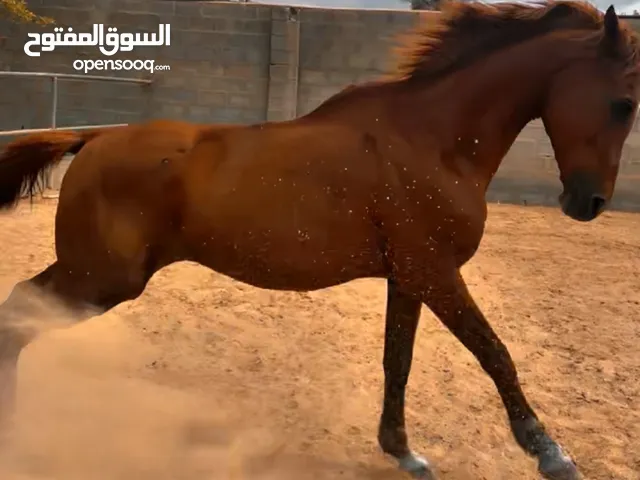حصان هادي للبيع