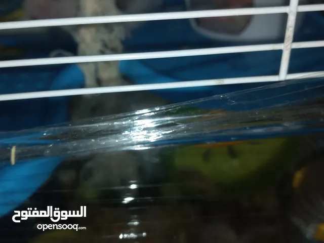 هامسترات للبيع