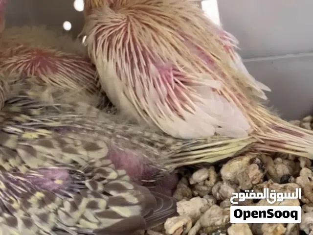 فروخ كوكتيل لتينو عين حمراء للترويض